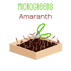 微透镜红色苋菜。 在有土壤的盒子里生长微绿色。 用剪刀剪收成。 维生素补充素食物