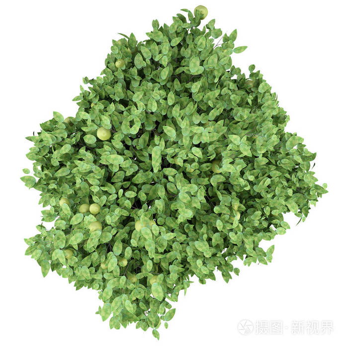 柚树,果实分离在白色背景上. 上面的风景. 三维插图