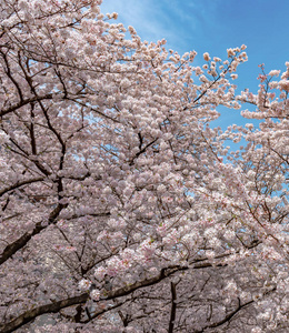 樱花樱花节。 樱花在日本东京巨罗河春季盛开。 许多来日本的游客选择在樱花季节旅行。