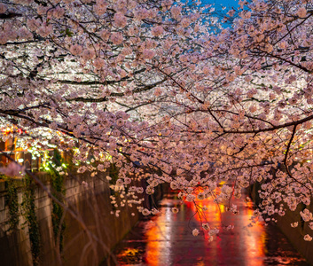 樱花樱花节盛开。 樱花将在3月下旬左右在东京开始盛开，许多日本游客选择在春季旅游
