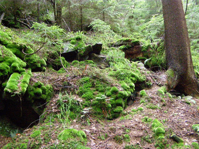 喀尔巴阡山脉森林中的石头上美丽的绿色苔藓