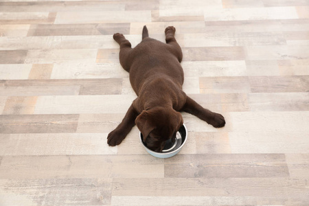 巧克力拉布拉多猎犬小狗与空食碗在家以上的视野