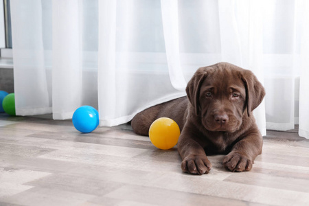 巧克力拉布拉多猎犬小狗与五颜六色的球室内。 文本空间