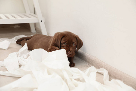 可爱的巧克力拉布拉多猎犬小狗和撕破的纸在地板上室内