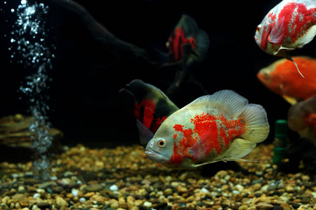 水族馆中的鱼或奥斯卡鱼图片