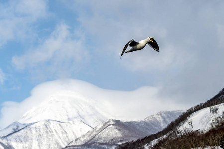 日本北海道Shiretoko附近的飞行掠食海鸥。