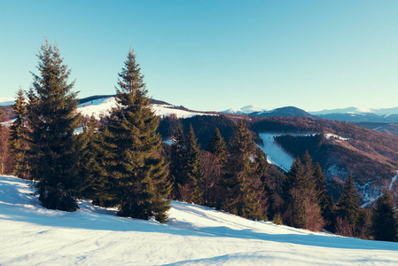 美丽的冬季全景与新鲜的粉末雪。风景与云杉树, 蓝天与阳光, 五颜六色的云彩和高山在背景