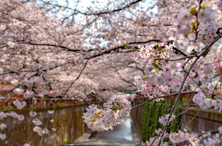 樱花樱花节。 樱花在日本东京巨罗河春季盛开。 许多来日本的游客选择在樱花季节旅行。