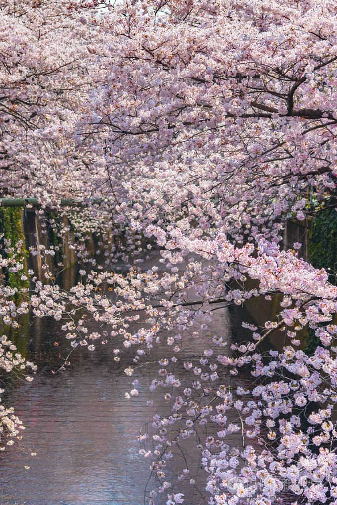 樱花樱花节樱花在日本东京巨罗河春季盛开许多来日本的游客选择在樱花