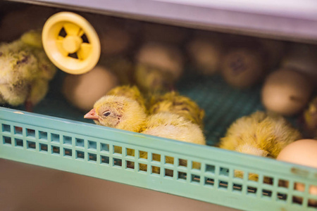 小鸡群新孵出的小鸡鸡农场一大群照片