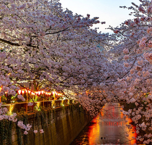 樱花樱花节盛开。 樱花将在3月下旬左右在东京开始盛开，许多日本游客选择在春季旅游
