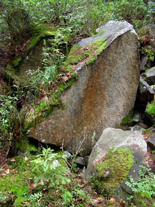 在喀尔巴阡山森林里长满苔藓的美丽的石头