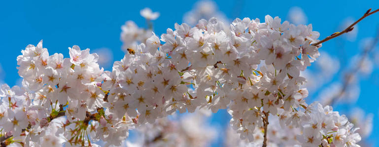 在春天阳光明媚的日子里，盛开着美丽的粉红色樱花樱花在花园上空，柔和的自然背景