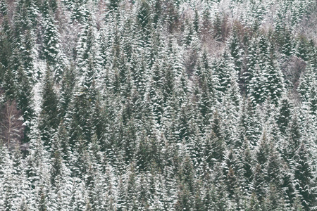 带雪的山林风景