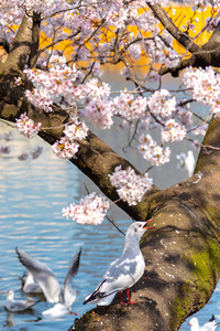 关闭黑头海鸥鸟Chroicoce phalusridibundus和樱花樱花盛开在春天阳光明媚的一天周围的上野公园湖日本东京