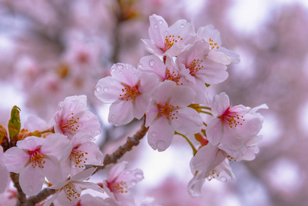在春天阳光明媚的日子里，盛开着美丽的粉红色樱花樱花，背景柔和模糊。