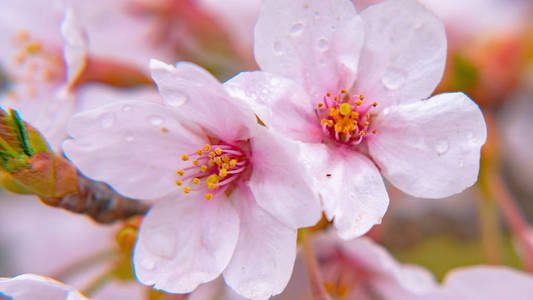 在春天阳光明媚的日子里，盛开美丽的粉红色樱花樱花在花园上空，柔和的绿色模糊的自然背景。