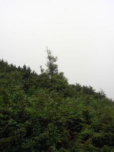 山和青山在雾中，在喀尔巴阡山脉的上空盘旋