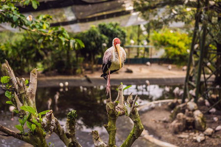 黄嘴鹤 是一种大型涉水鸟类, 是一种在科的大涉水鸟类