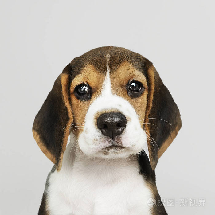 可爱的比格小狗独奏肖像