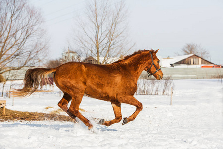 在村里冬天的田野里散步的马