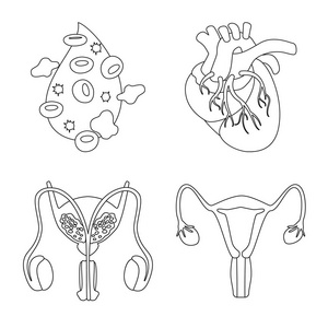 解剖和器官符号的矢量设计。解剖学和医学股票向量例证的汇集