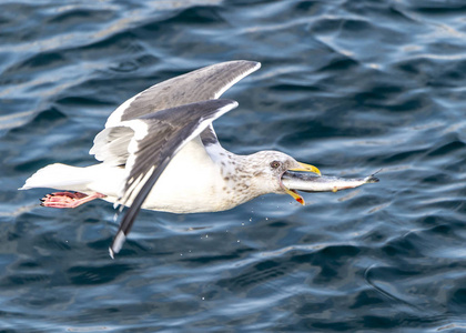日本北海道Shiretoko附近的飞行掠食海鸥。