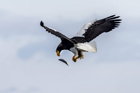 在日本北海道的Shiretoko附近的Rusu附近飞行的掠食性鹰。