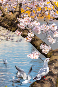在日本东京的上野公园湖周围的春天阳光明媚的日子里，黑头鸥鸟Chroicoce头和樱花盛开。