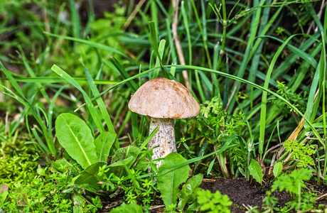 野生生长的棕帽牛肝菌，草中的白桦蘑菇