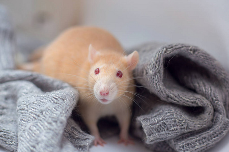 红眼睛的红色装饰老鼠坐在一件针织灰色毛衣里。鼠年