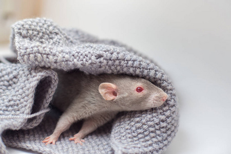 灰色装饰的老鼠康尼什，红眼睛，坐在针织灰色毛衣