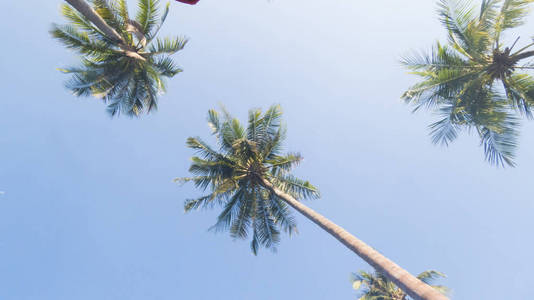 阳光下的棕榈树从灼热的光束中接近度假者