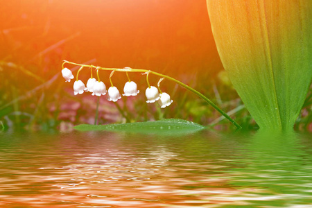 春天的风景。 山谷中的百合花