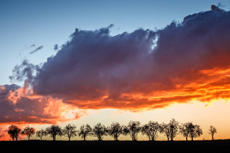 日落时有一排树和彩云的景观。