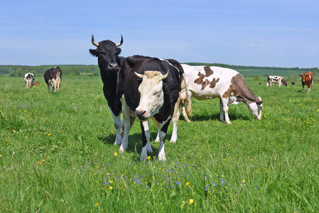 夏天牧场上的奶牛。