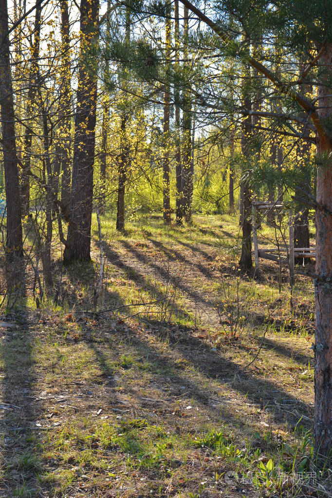 五月的松林俄罗斯中部国家公园的春季森林景观