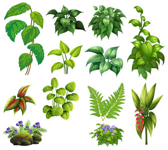 一套装饰植物插图