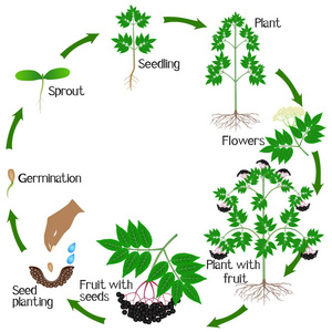 一种白色背景下的黑色接骨木植物的生长周期.照片