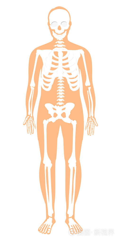 光栅插图男性人体骨骼系统骨架正面视图