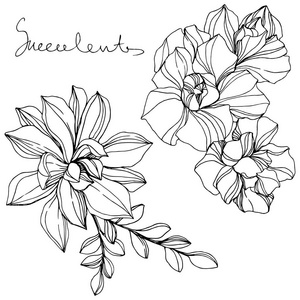 植物插图黑白图片