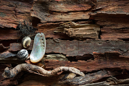 漂流木皮背景上的海洋贝壳很少。
