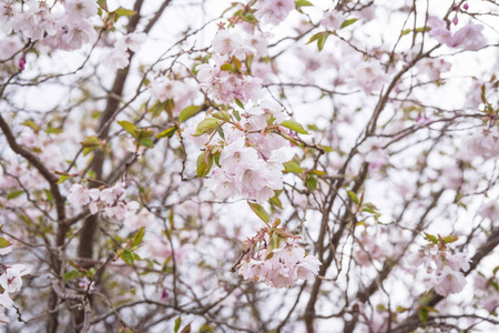 春天盛开的樱桃树，开着白色的花，带着浪漫的紫罗兰色的色调