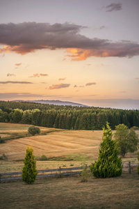 夕阳下的乡村风景，干旱的田野和绿松林