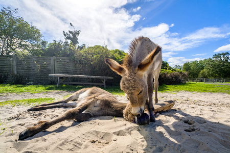 驴友在夏天的一个农场里在沙滩上放松和享受乐趣