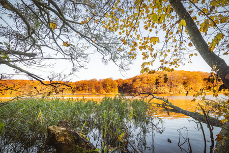 秋天湖边的五颜六色的树，水中有一棵树