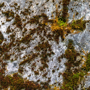 岩石上的棕色和绿色苔藓