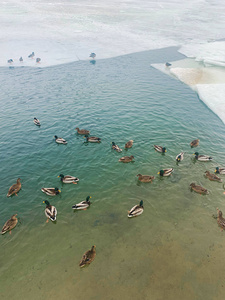 一群鸭子在冰冻的冬水中与冰游泳