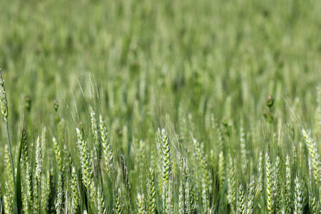 春天自然背景下的绿色小麦
