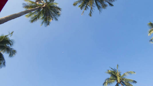 太阳下的棕榈树，从灼热的光束中接近度假者
